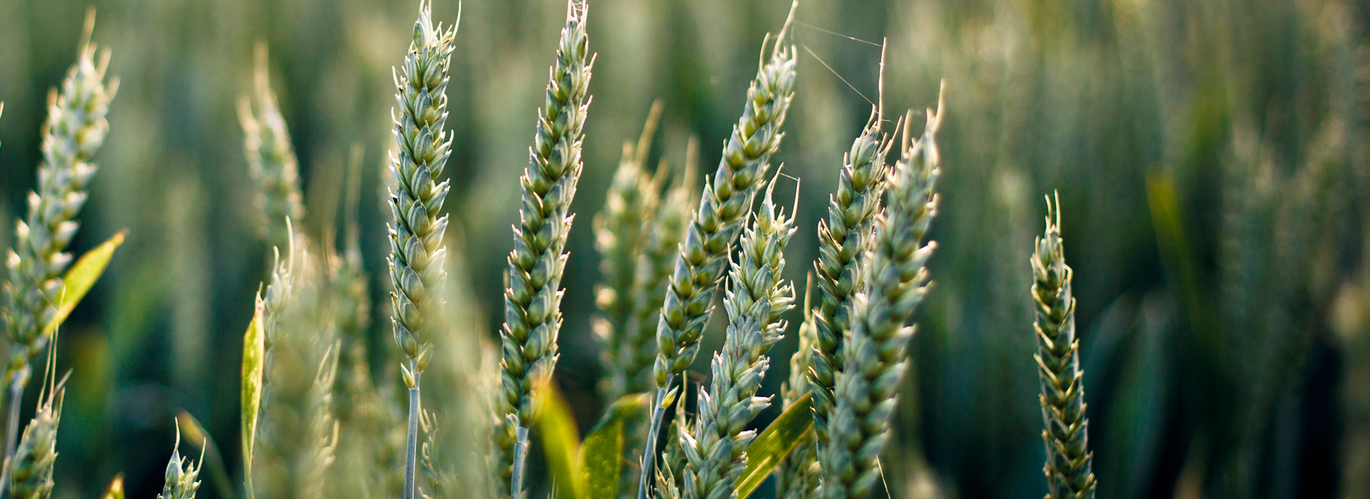 免费电话轰炸机